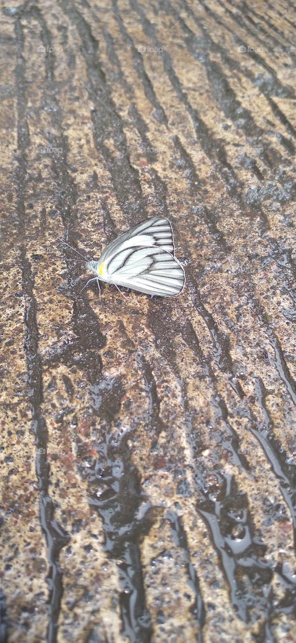 A white butterfly perched on a wet terrace