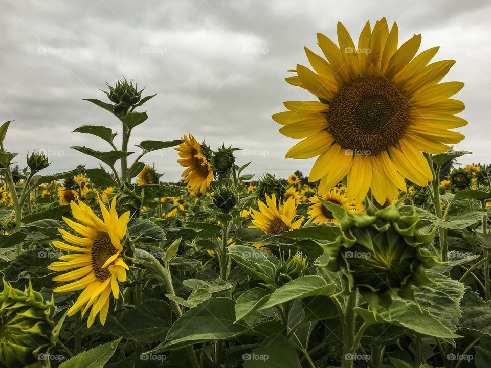 Sunflower