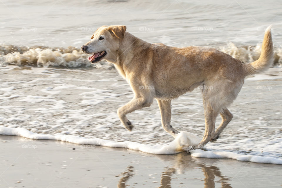 Side view of dog at beach