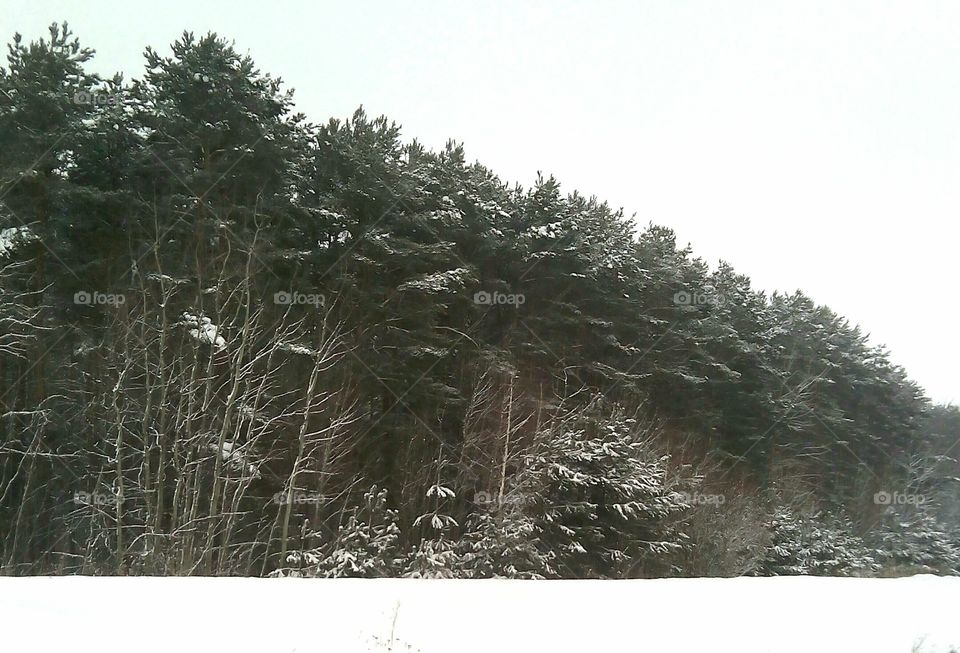 Tree, Winter, Landscape, Nature, Snow