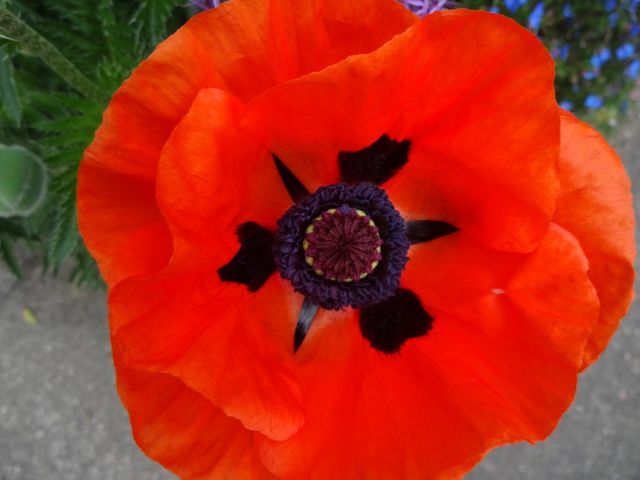 Poppy