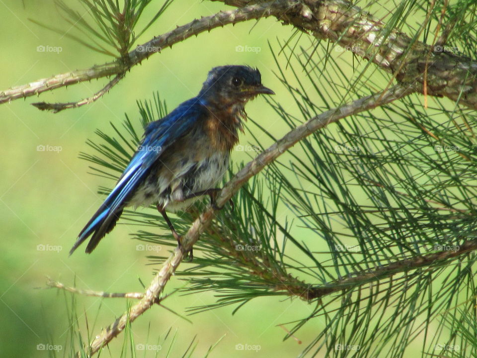 Bluebird in a pine tree after a bath