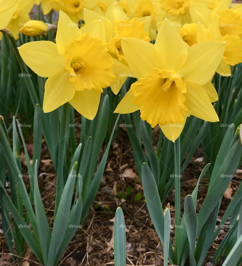 Daffodil Duo