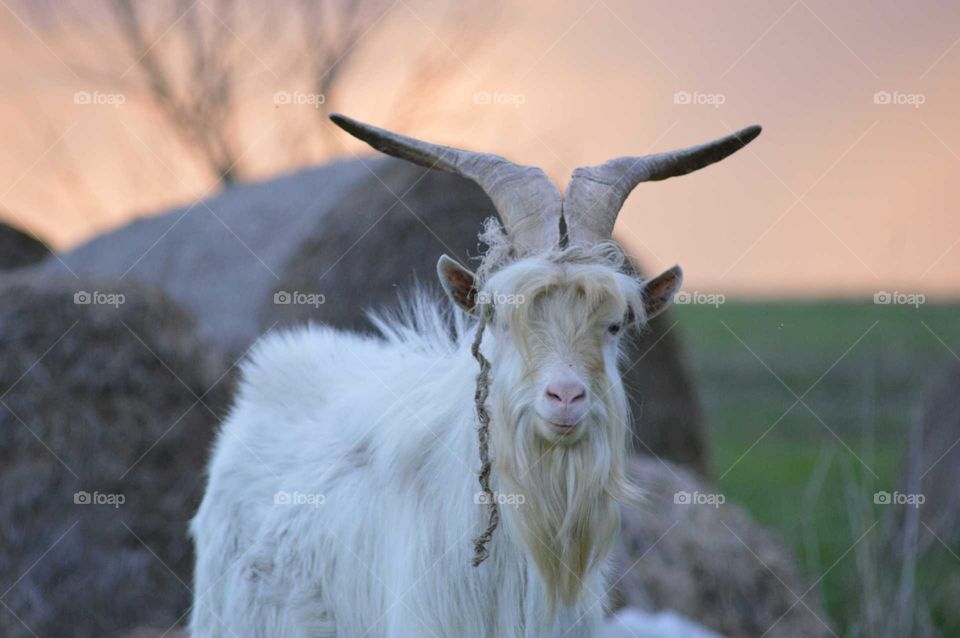 old goat with big antlers