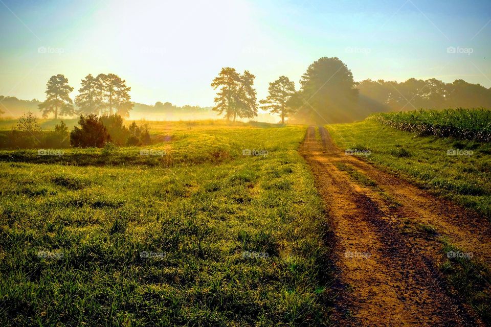 Old dirt road leading off into the sunrise. North Carolina. 