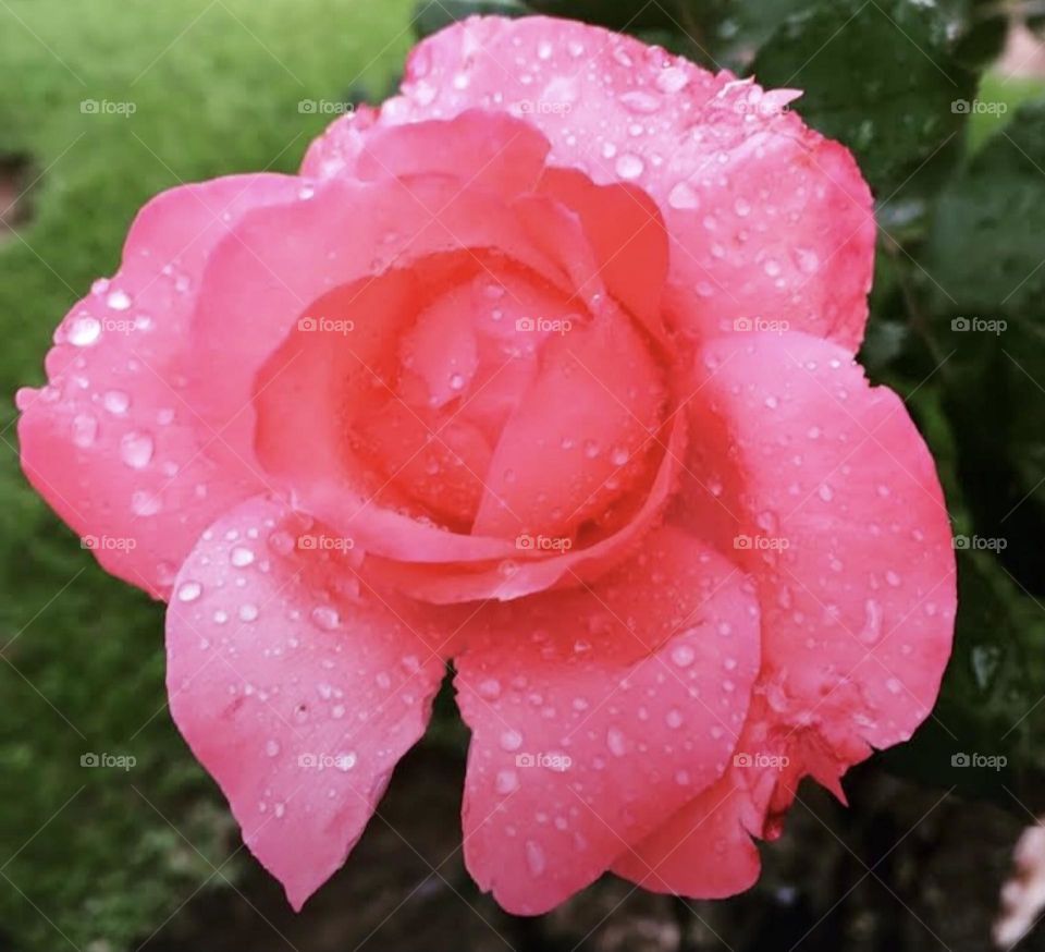 🌹 🇺🇸 Very beautiful flowers to brighten our day.  Live nature and its beauty. Did you like the delicate petals? / 🇧🇷 Flores muito bonitas para alegrar nosso dia. Viva a natureza e sua beleza. Gostaram das pétalas delicadas? 