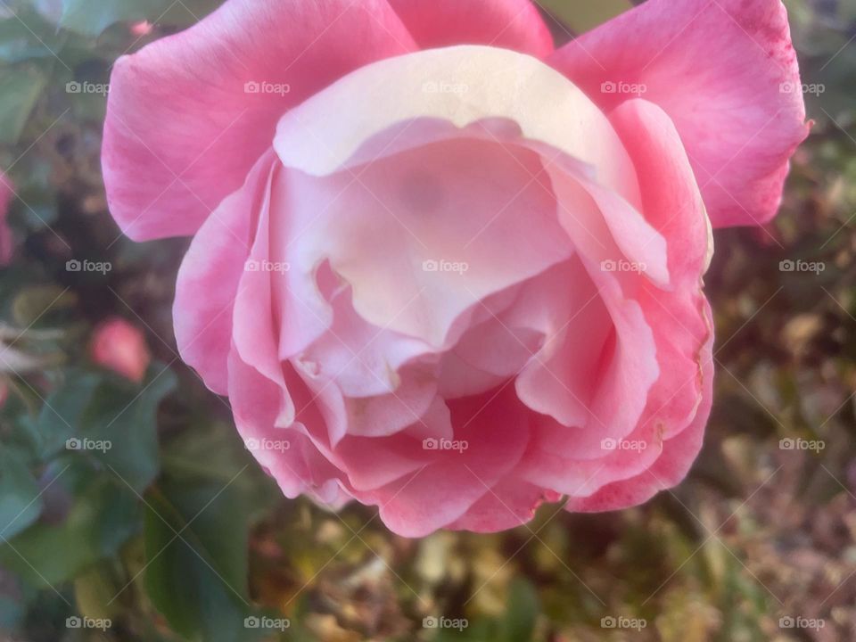 Details of a garden flower 