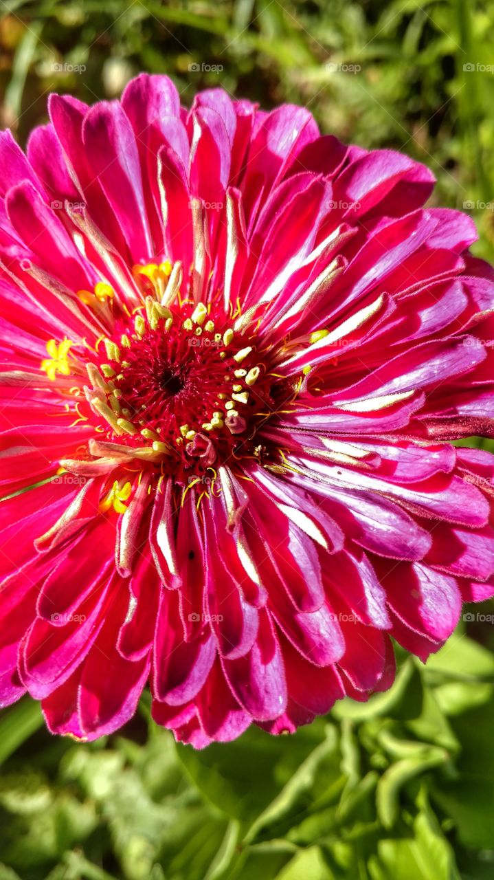 zinnia in bloom