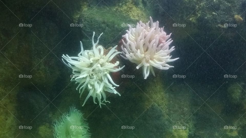 sea anemone. Zoo trip