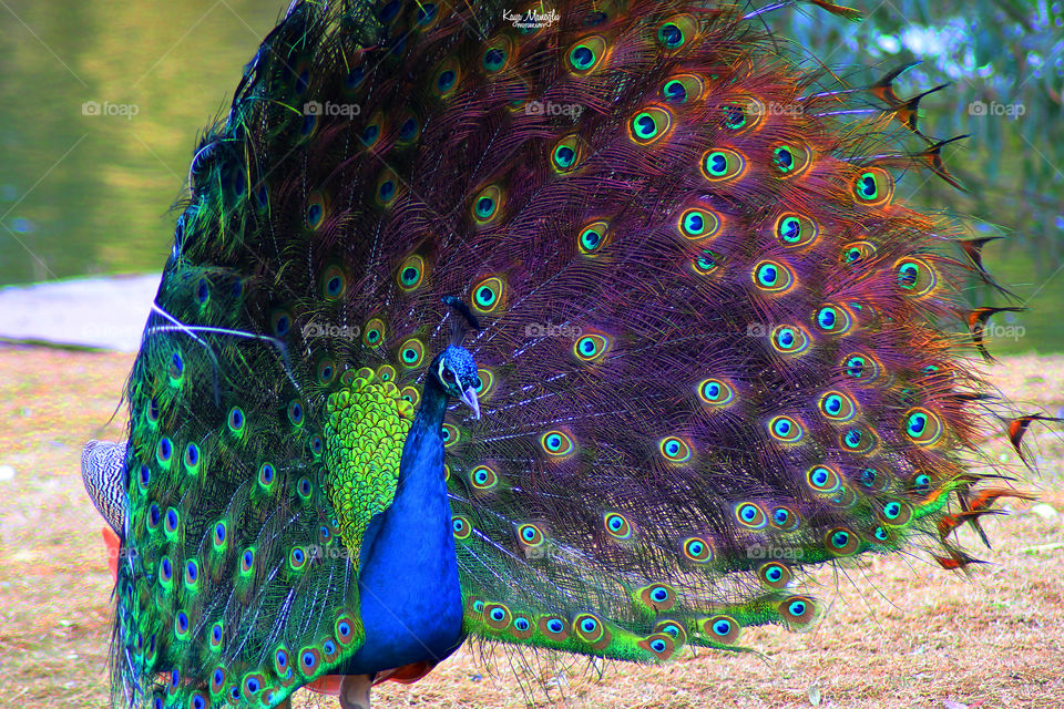 The Peacock