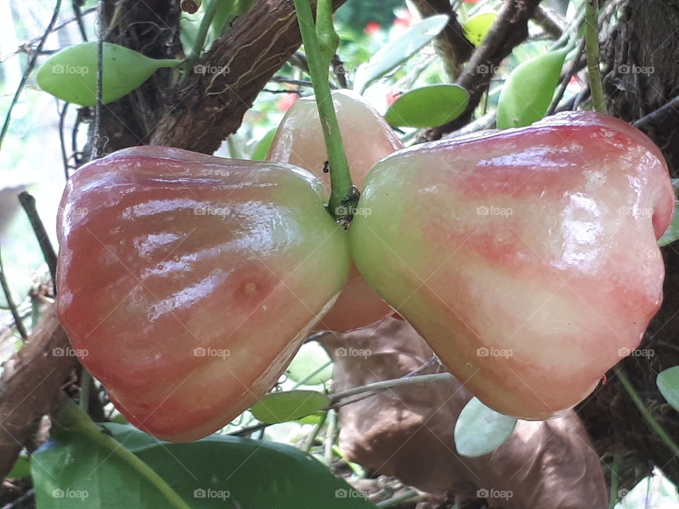 Bunch of rose-apple fruit