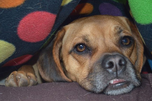 Covered puggle 