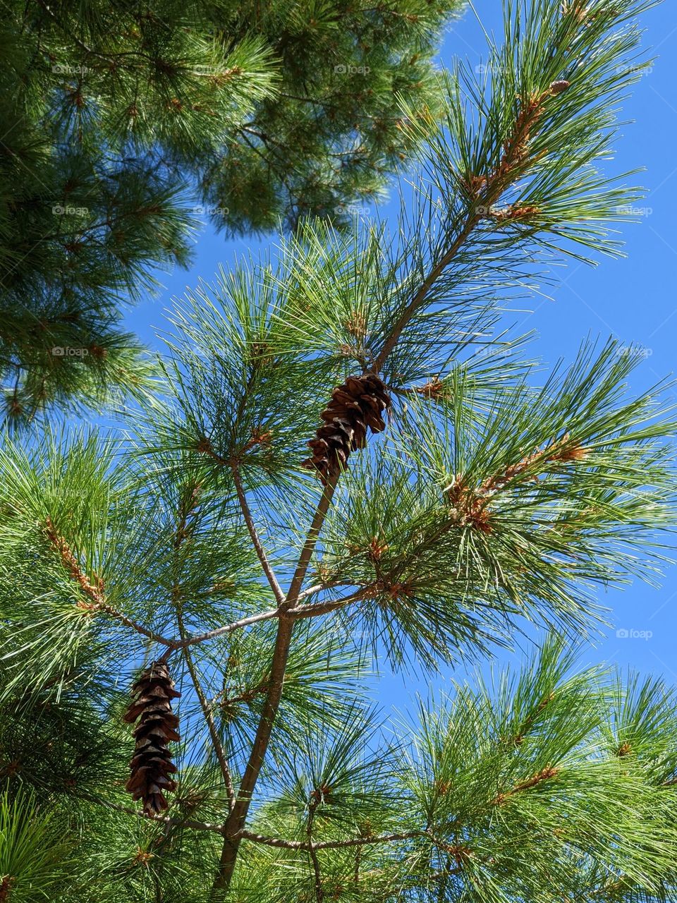 pine tree with cone