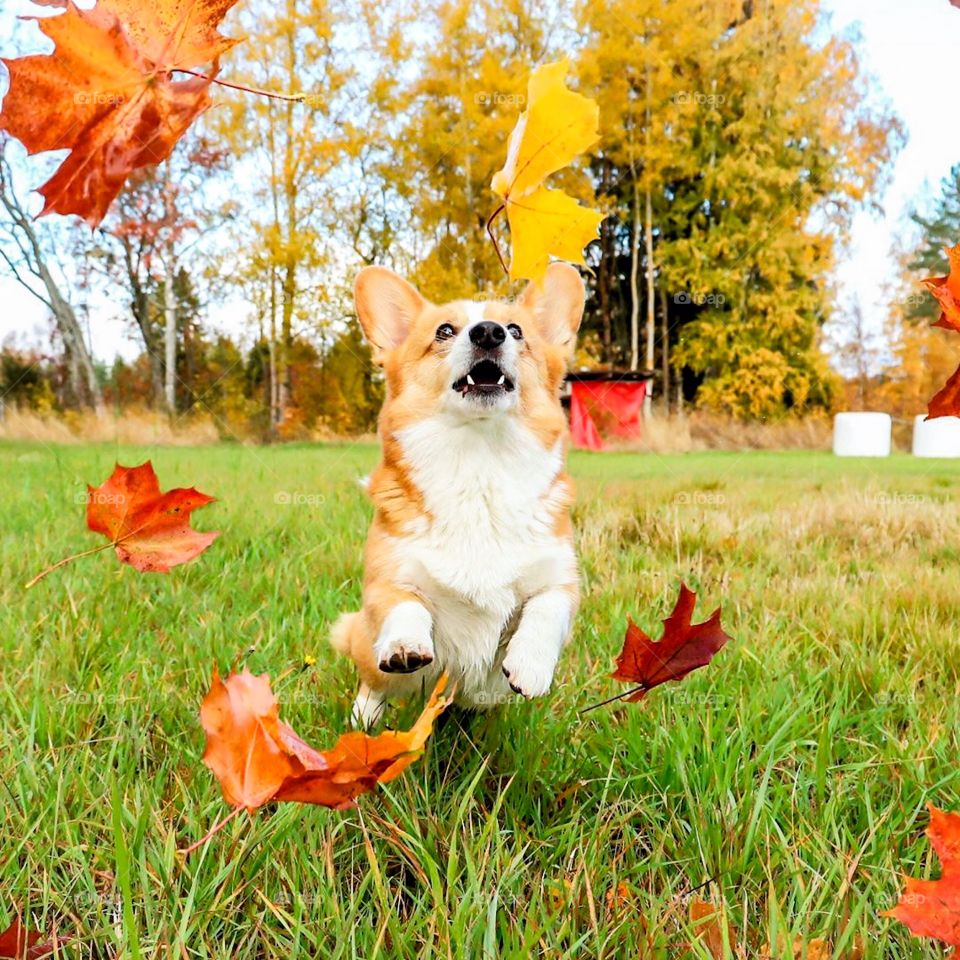A adorable corgi puppy jumping through autumn leaves.