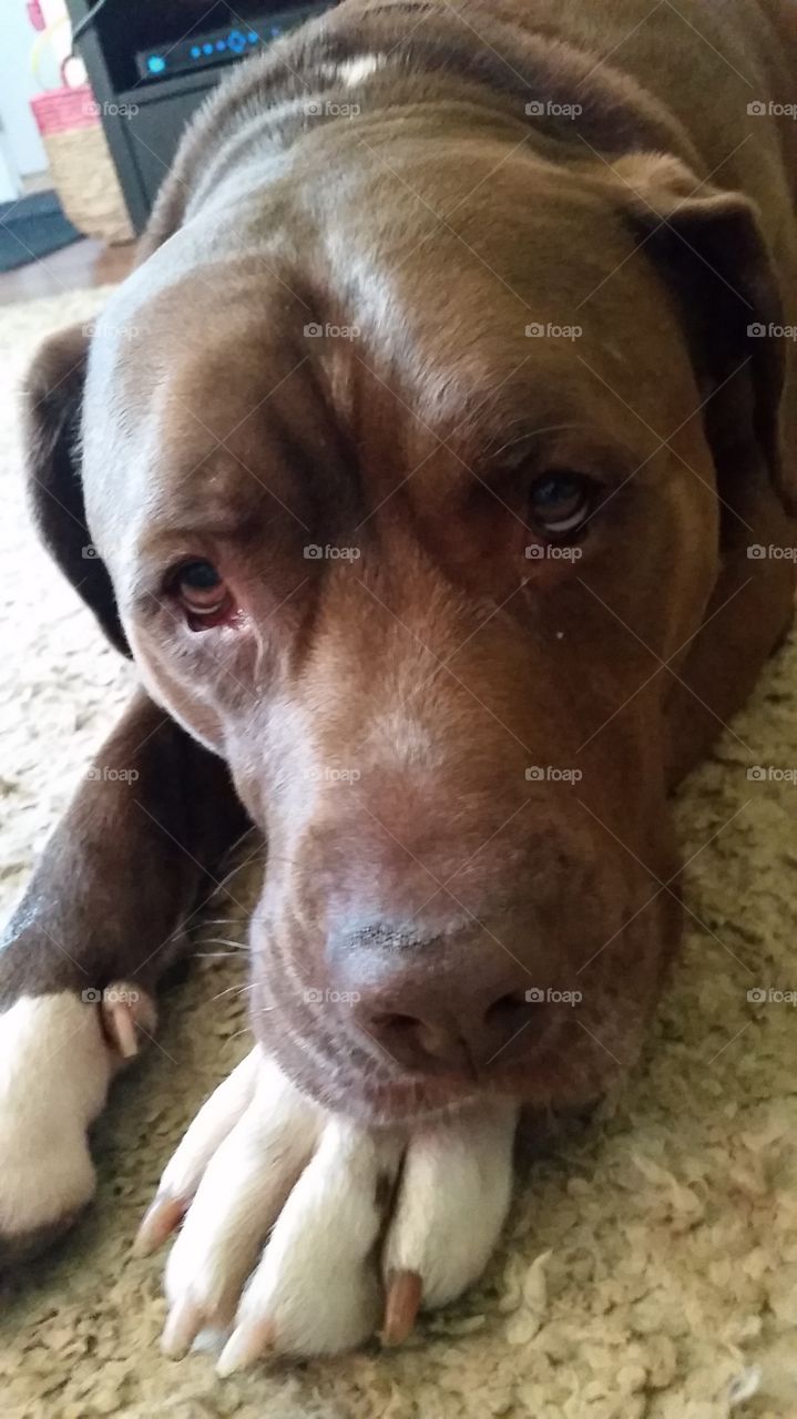 Remy. My Pit Bull,  Remy. 