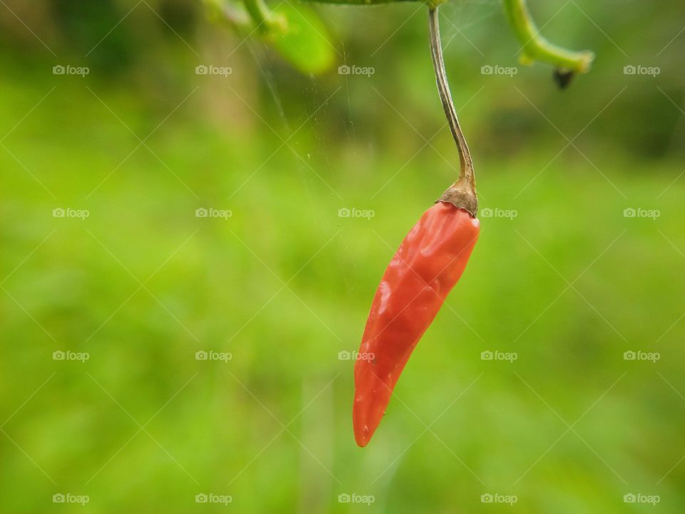 Red chili.