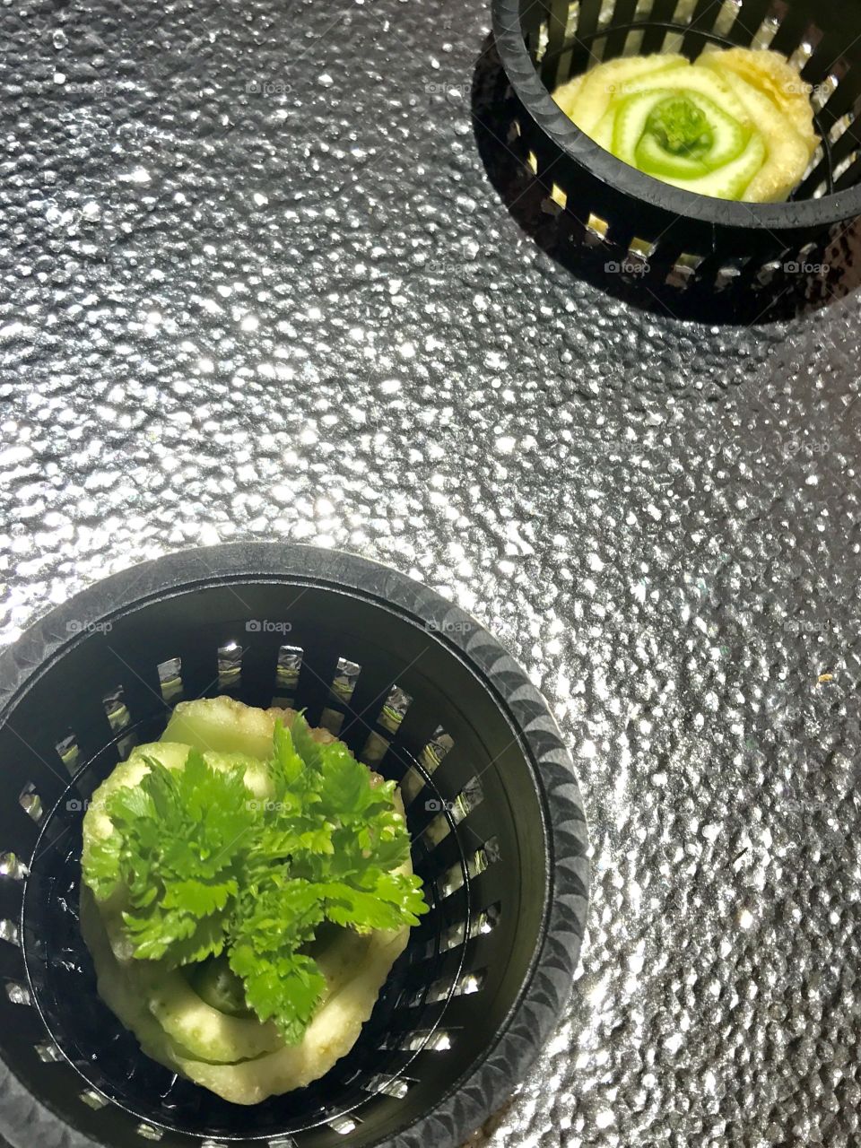 Re growing Organic Celery, Aquaponics
