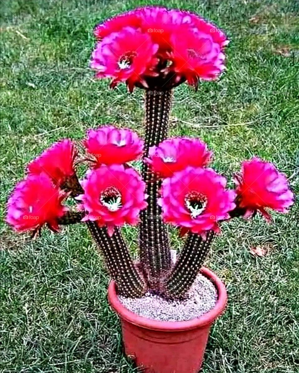 most beautiful and attractive flowers.