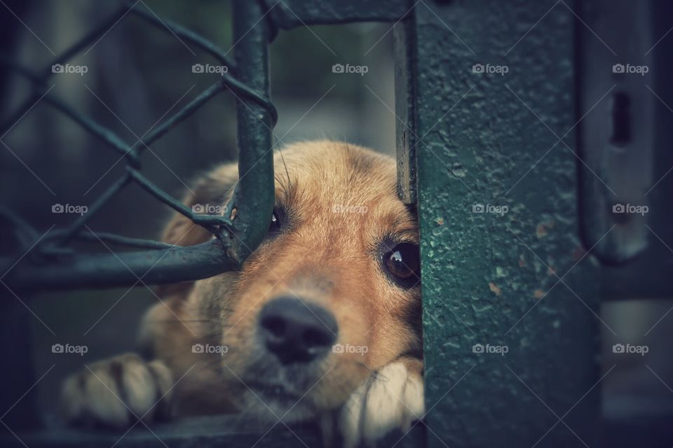 Sad dog