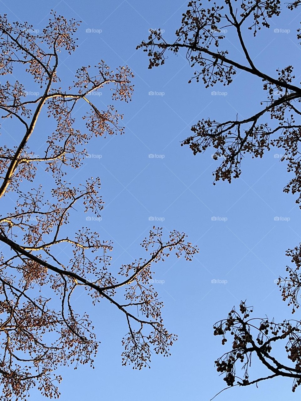 Tree in between the sun