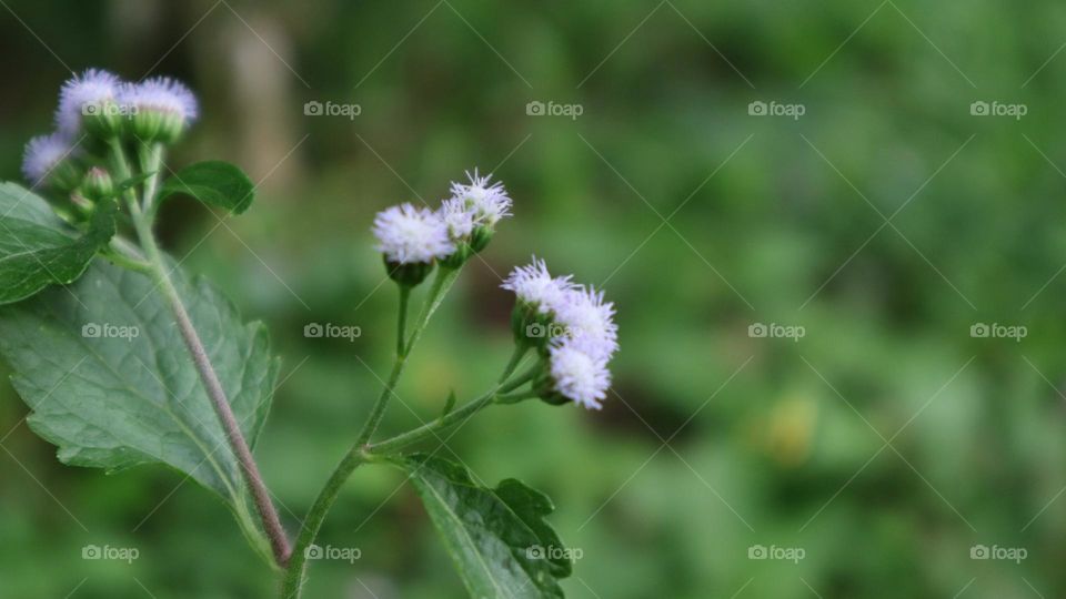 Bandotan or Wedusan is a type of agricultural weed belonging to the Asteraceae tribe. This seasonal herb comes from tropical America, especially Brazil