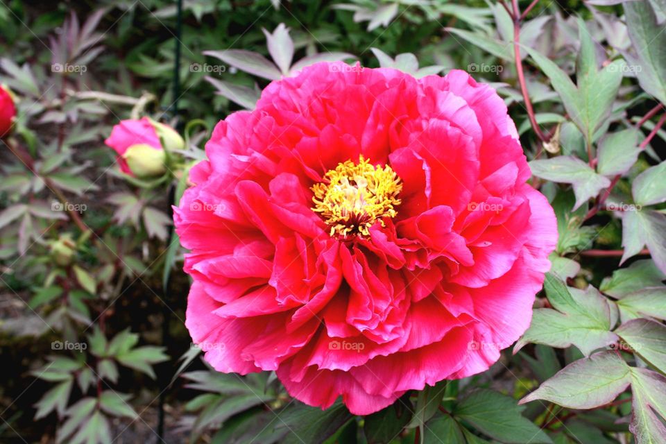 beautiful floral splendor