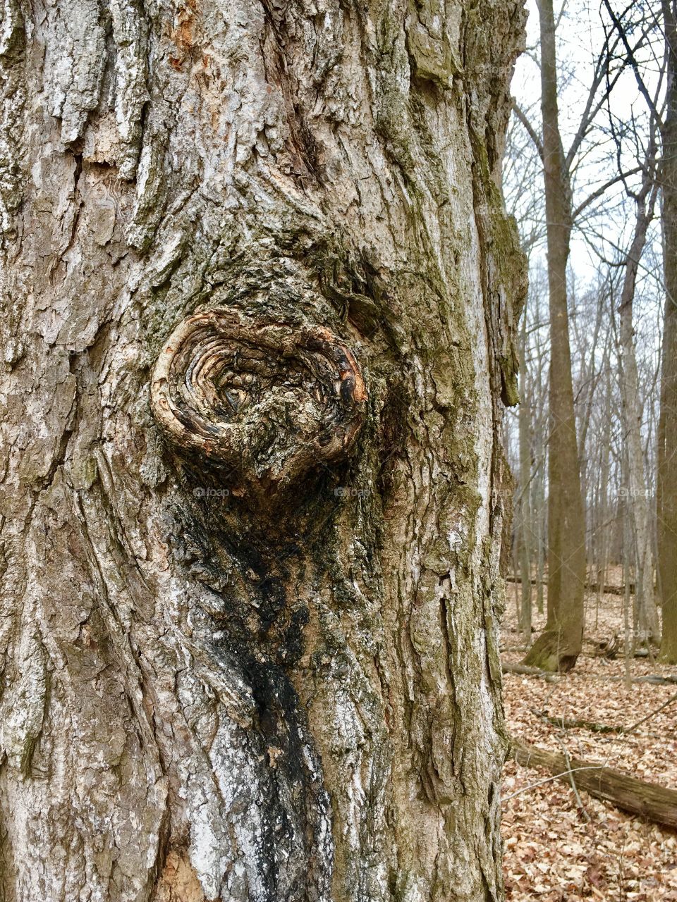 Tree, Trunk, Bark, Wood, Nature
