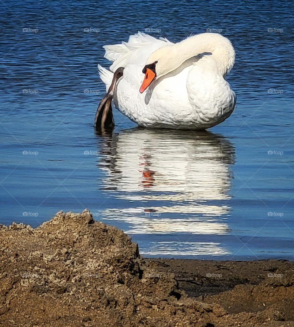 Swan