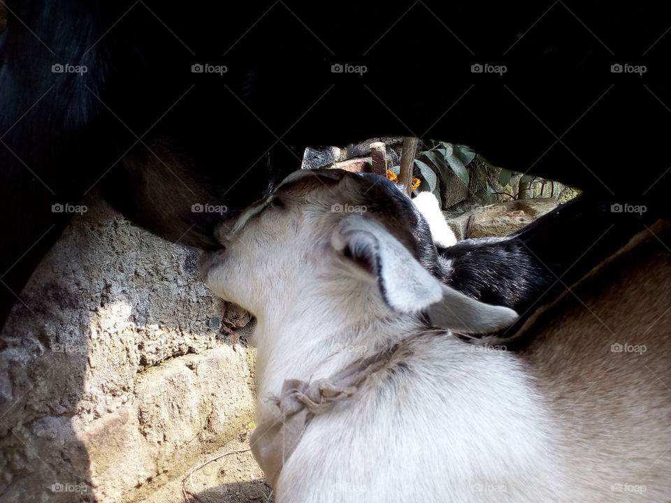 Baby goat drinking milk