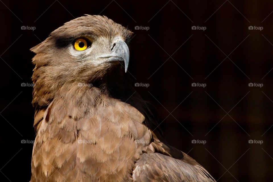 Nature - falcon bird with yellow eyes