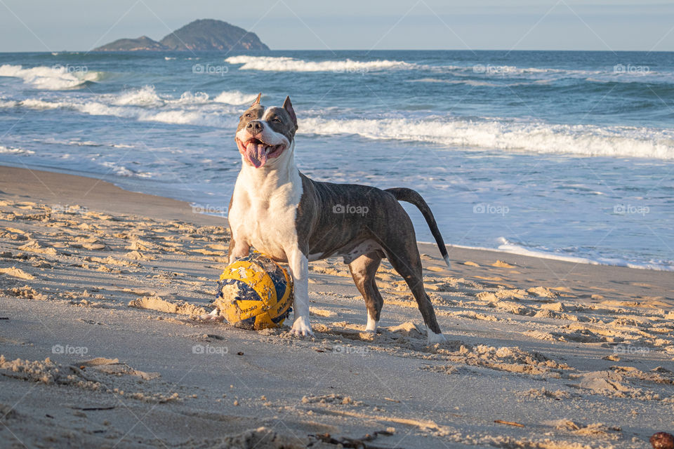 Young American staffordshire terrier playing with a ball on the beach