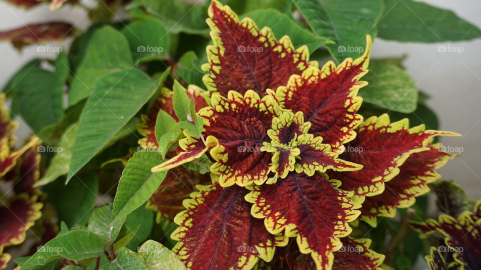 Plant#blossom#nature#colors#flower