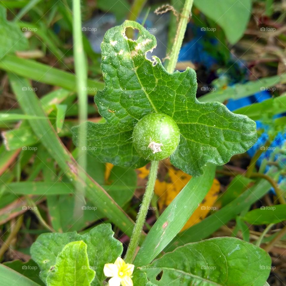 Wild plant fruit on the ground