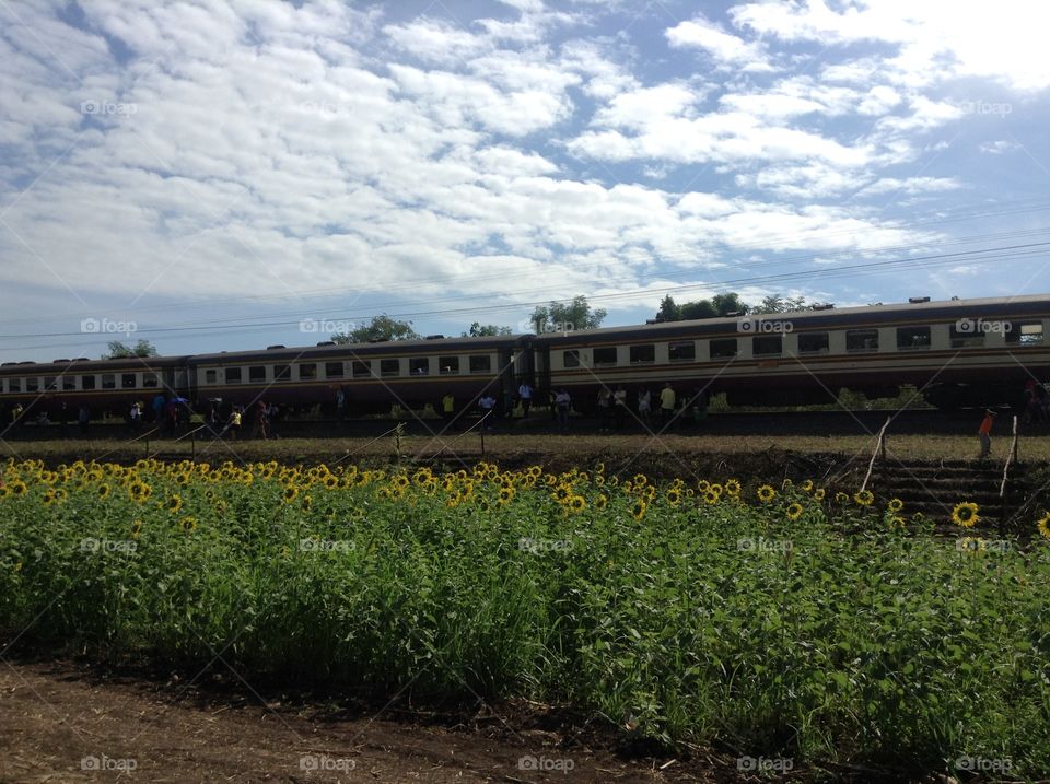 train travel sunflowers farm