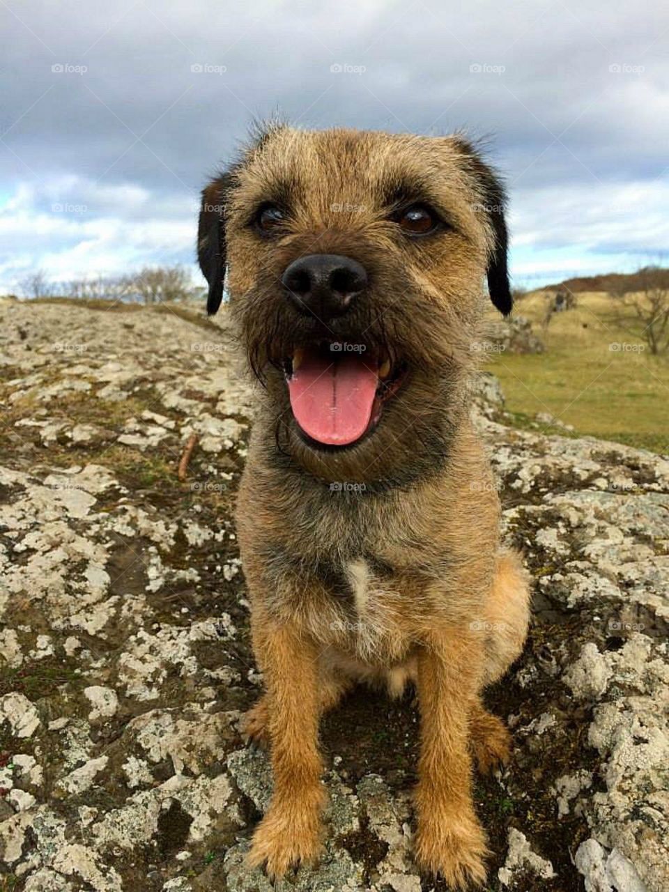 Close-up of a dog sitting outdoors