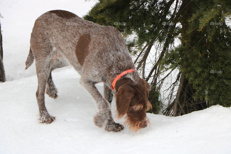 Dog on the snow 