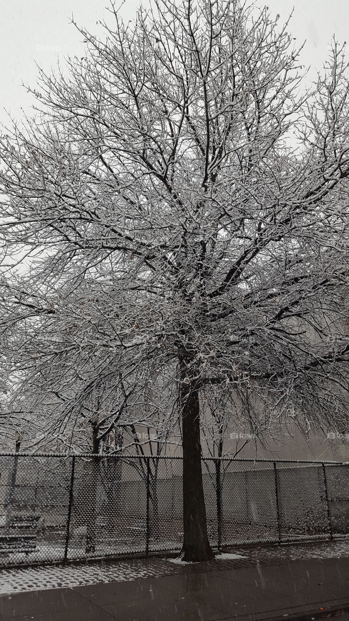 Tree on a snowy day