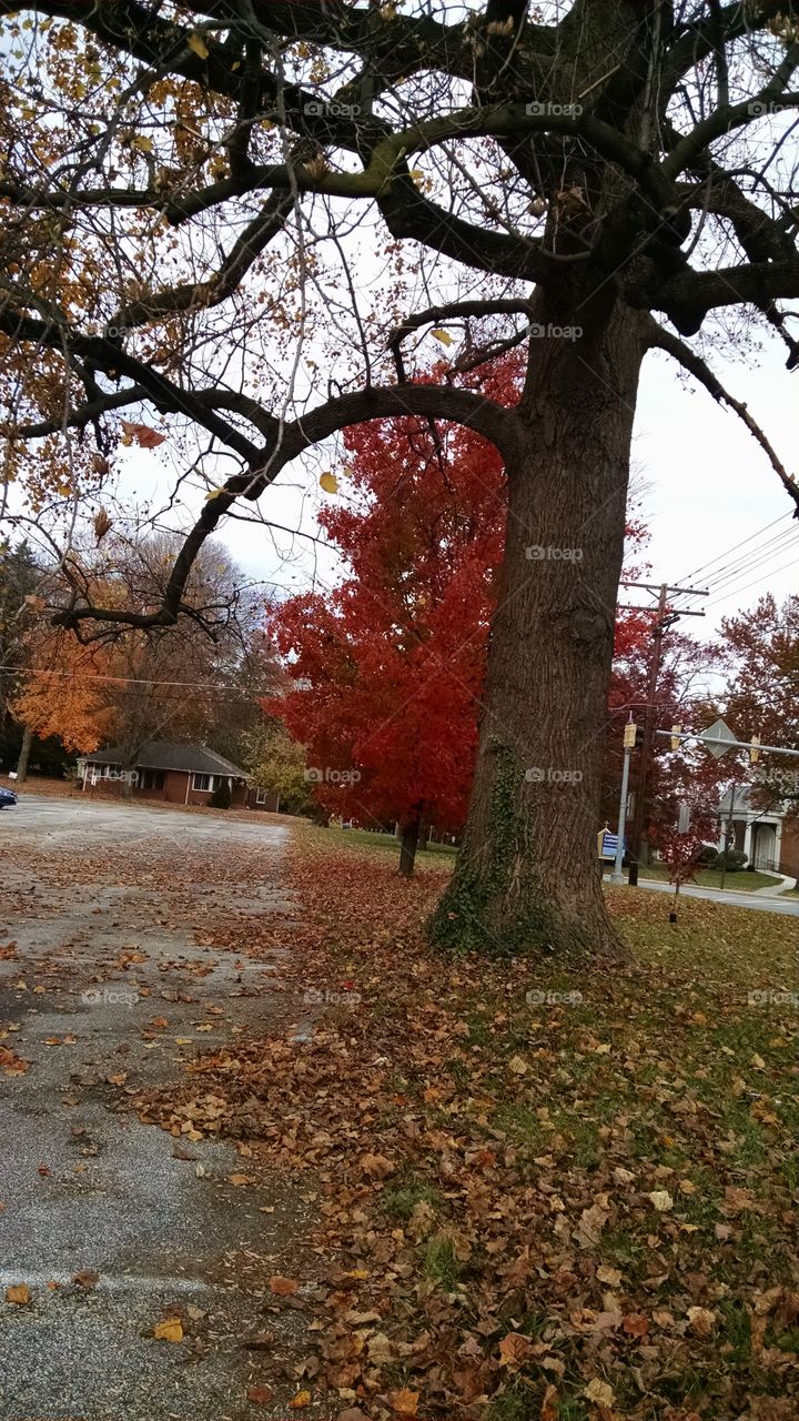 Tree, Fall, Leaf, Park, Season