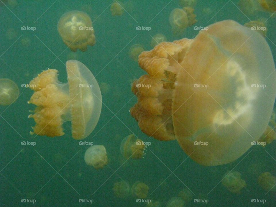 Jellyfish Lake