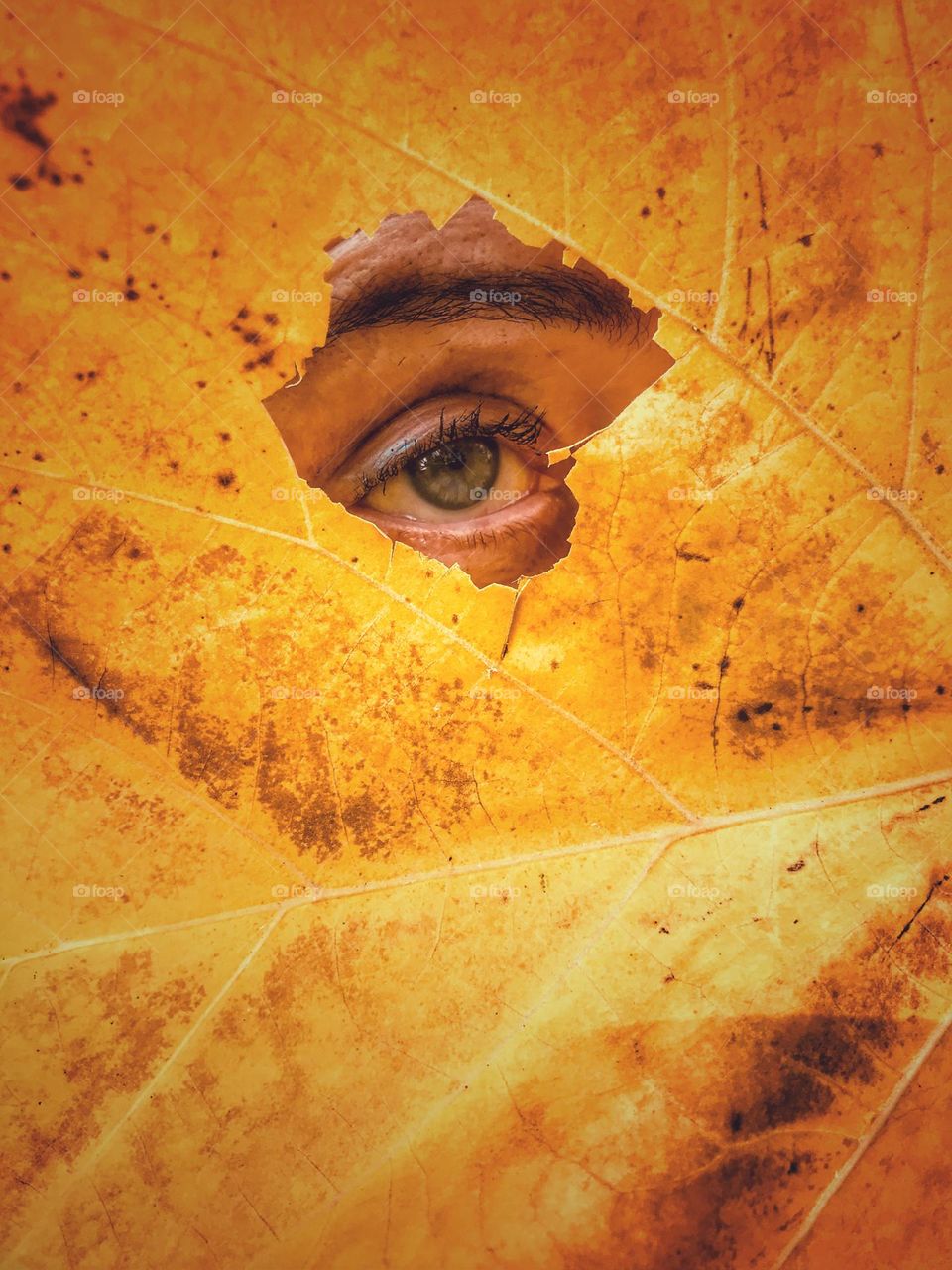 Human eye and yellow leaf 