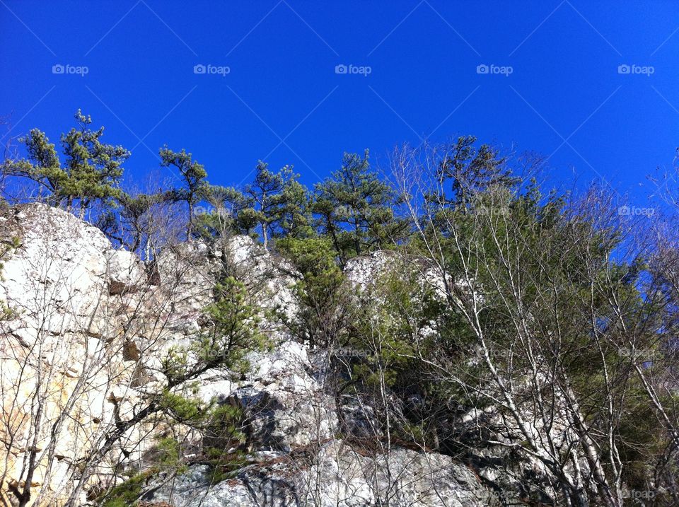 White cliffs and evergreen trees against cerulean sky