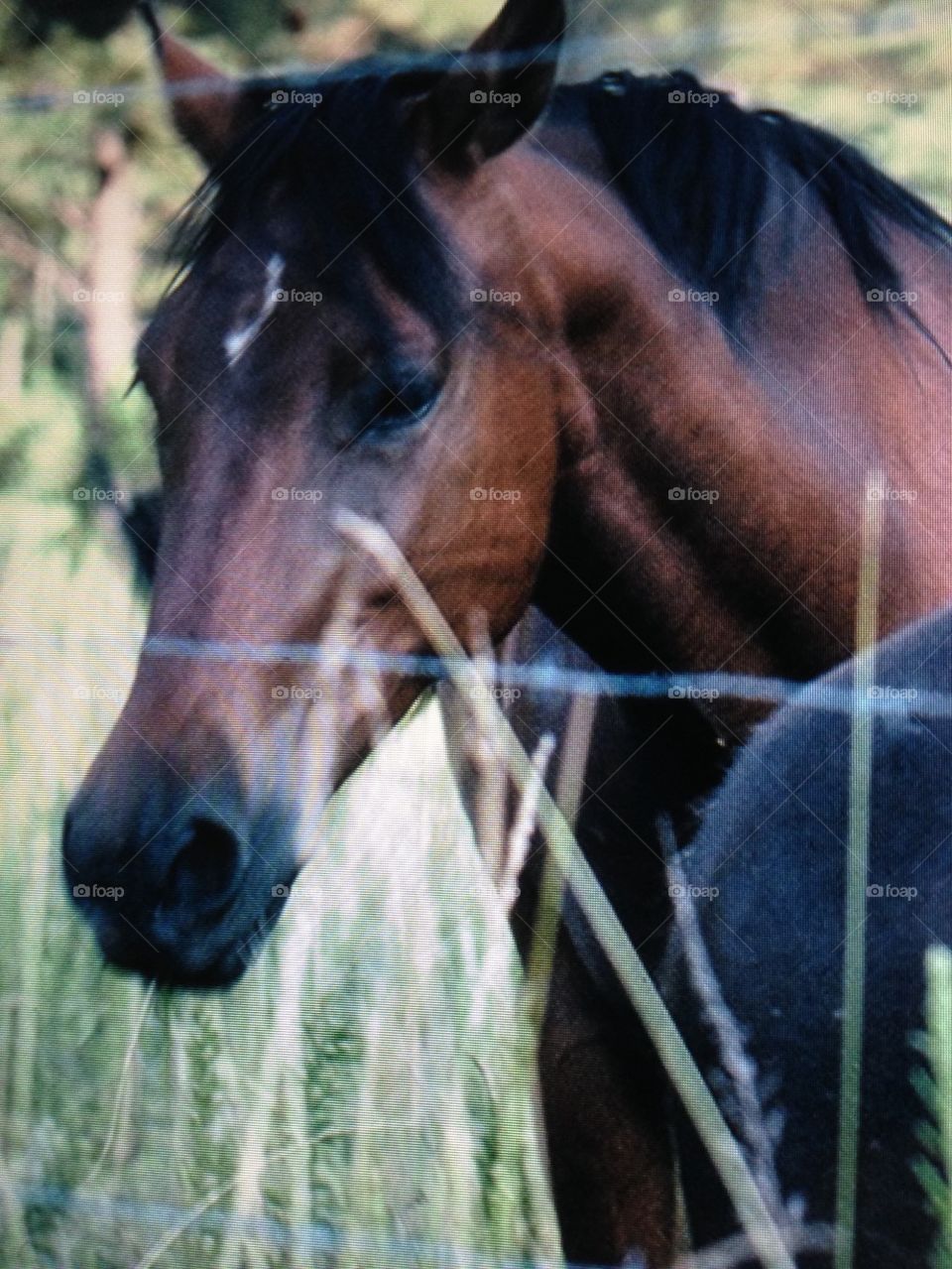 Horse on grassy field