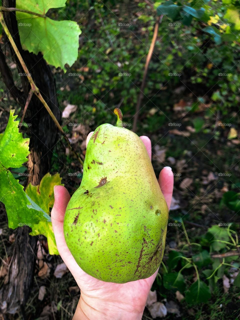 Big pear in a hand