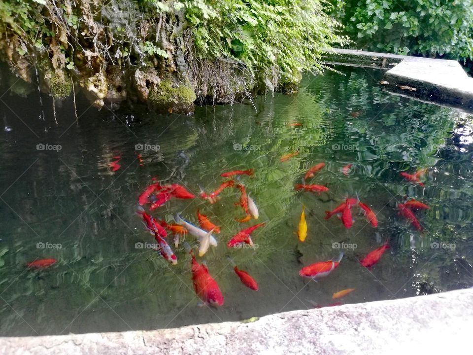 Pond with goldfish
