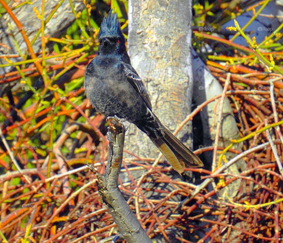 Phainopepla- Black songbird