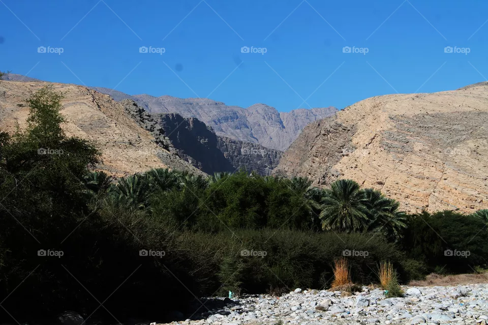 Oasis