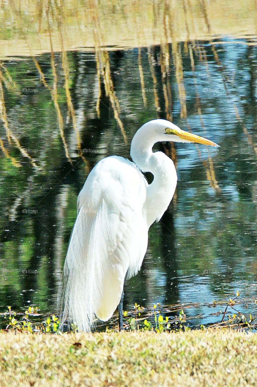 Beautiful South Carolina bird 