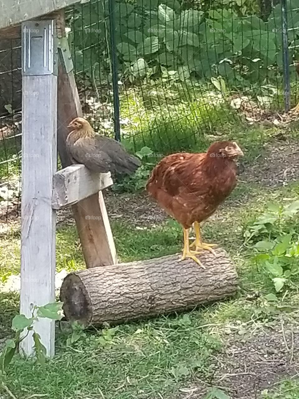 Two Chicks
