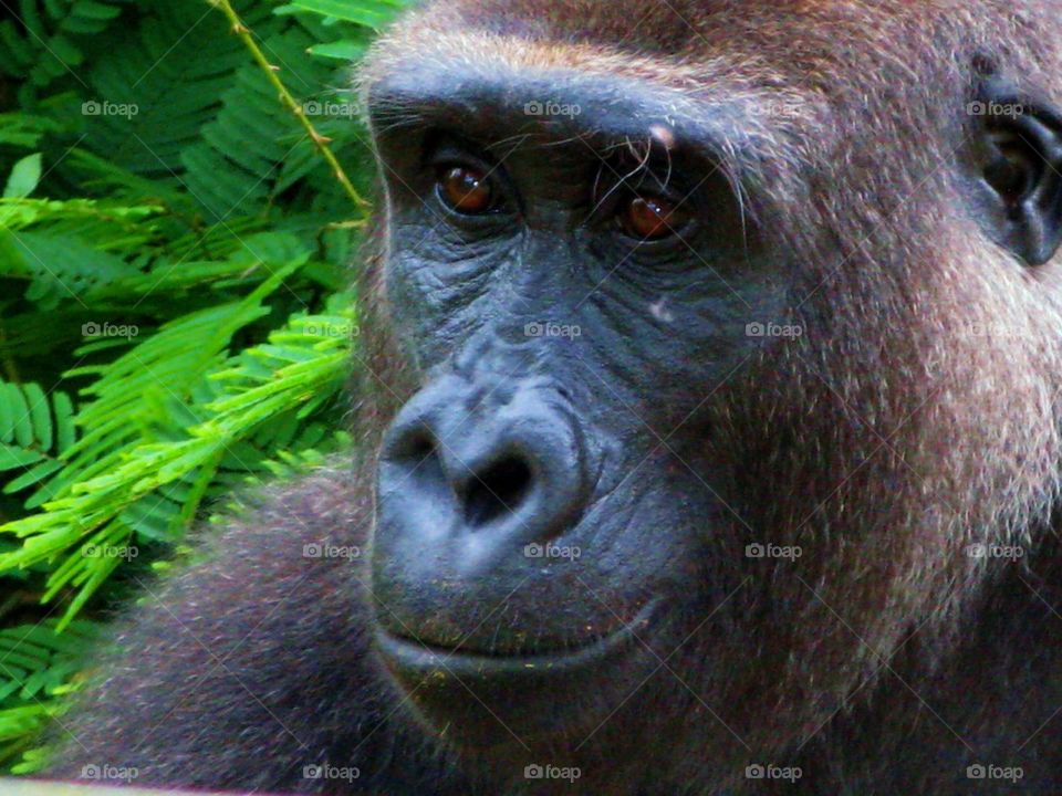 Gorilla 