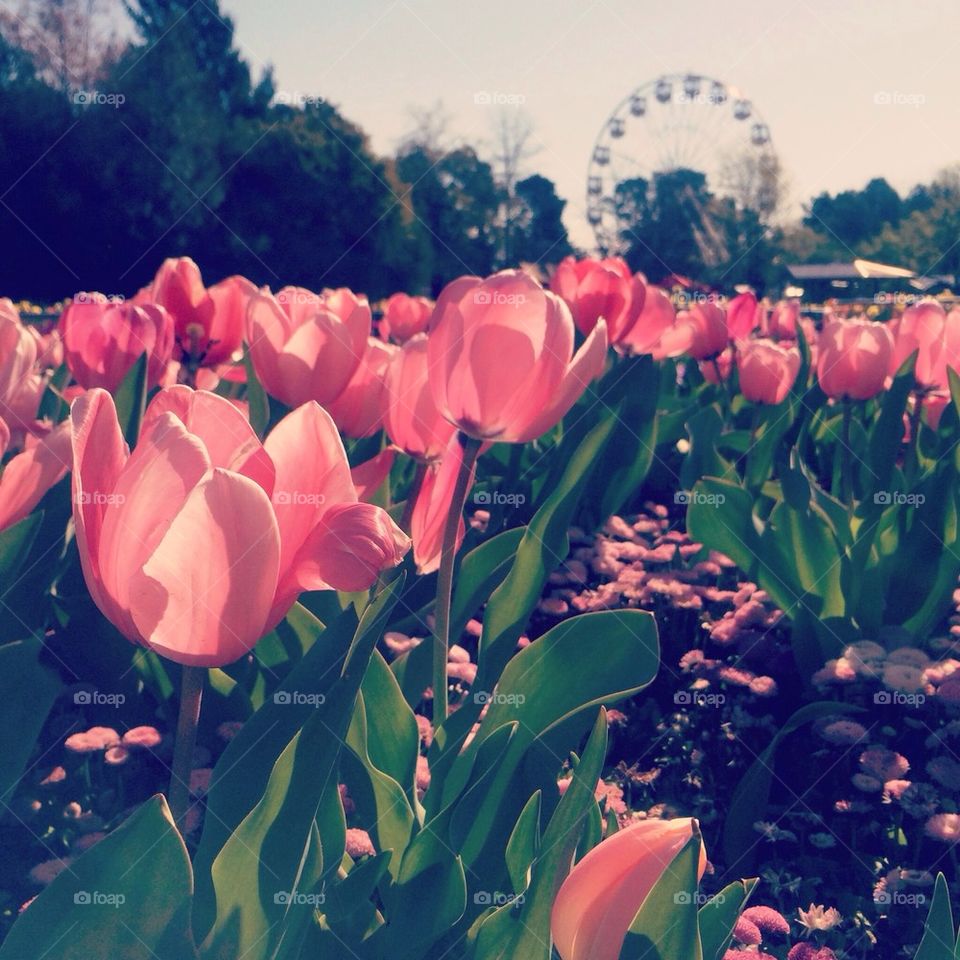 Floriade Festival, Canberra